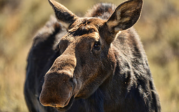 Majestic moose, Forest dwelling, Nature's miracle, Wildlife wonder HD wallpaper