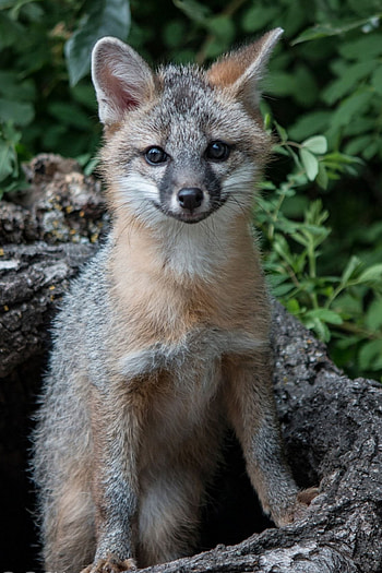 Gray Fox, Appreciating foxes, Fox-themed inspirations, Cunning and elusive creature HD phone wallpaper