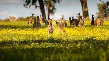 Bokeh grass, Kangaroo Australia, Kangaroo , Wallpx HD wallpaper