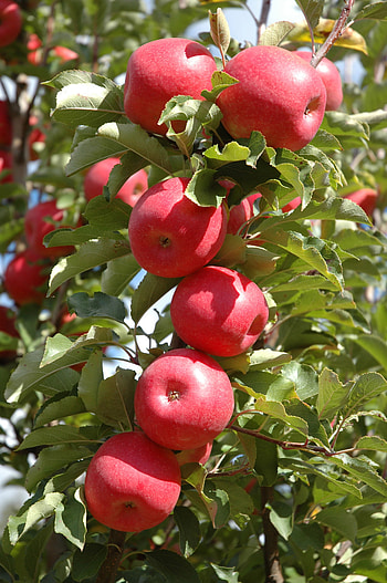 Apple Tree, Pinkabelle apple, Plantnet Australia HD phone wallpaper