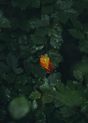 Nature, Autumn, Macro, Sheet, Leaf, Veins HD phone wallpaper