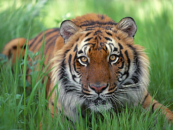 Animals, Grass, Muzzle, Predator, Big Cat HD wallpaper