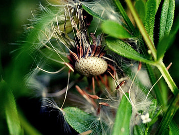 Grass, Macro, Fall, Old, Dandelion, Seeds, Seed, Fall Off HD wallpaper