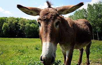 My What Big Ears You Have, ears, muzzle, ass, donkey HD wallpaper