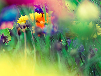 les_couleurs_de_la_nature, colors, grass, nature, flowers HD wallpaper