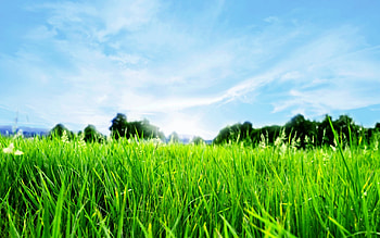 Green Horizon , green, horizon, nature HD wallpaper
