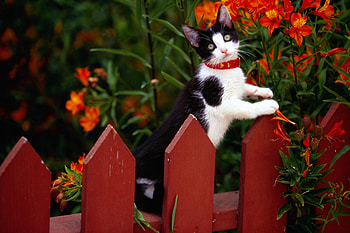 Cat in garden, kitten, garden, cat, flowers HD wallpaper