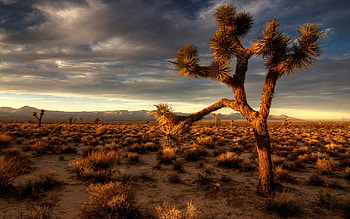 Joshua Tree National Park, , , que backgrounds HD wallpaper