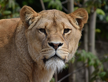 Lion, wildlife, lioness, animal HD wallpaper