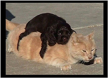 Love you kitty, dog, black poodle, ginger cat HD wallpaper