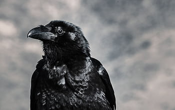 Striking black and white close-up of a raven showcasing its glossy feathers and keen eye. HD wallpaper