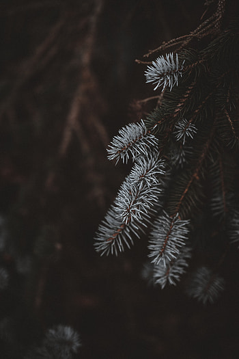 Macro, Blur, Smooth, Branches, Spruce, Fir HD phone wallpaper