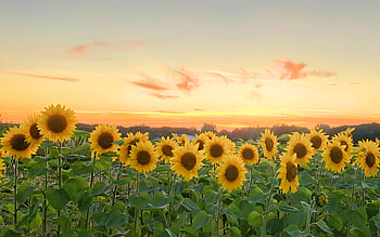 Sunflower Field, nature, sunflowers, field, yellow HD wallpaper