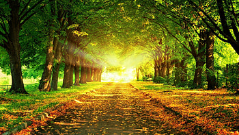 Park Ally, Parks HD wallpaper