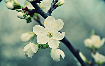 Plants, Flowers HD wallpaper