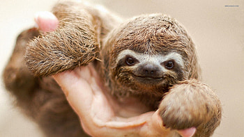 Sloth HD wallpaper