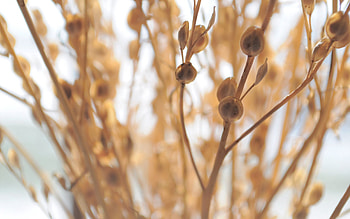 Grass, Macro, Light, Branch, Light Coloured, Dry HD wallpaper