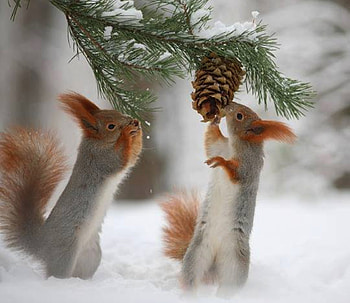 squirrels, winter, graphy, animals, snow, forests, nature HD wallpaper