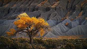 A lone cottonwood tree in Utah's badlands, fall, leaves, autumn, colors, landscape, rocks, usa HD wallpaper