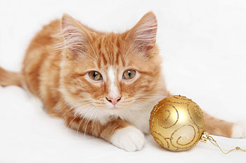 •✿• My golden ball •✿•, golden, merry christmas, in my heart, cat, beautiful, ginger, globe, animals, love, ball, paw print, pet, forever, sweetheart HD wallpaper