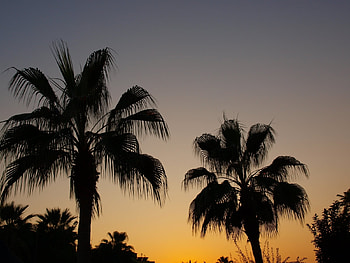 Landscape, Trees, Sunset, Palms HD wallpaper