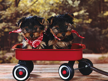 Animals, Dogs HD wallpaper