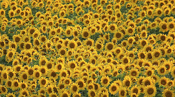 Flowers, Sunflowers, Summer, Field, Lot HD wallpaper