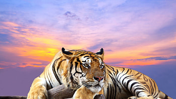 Majestic tiger, , Stunning visuals, Powerful presence HD wallpaper