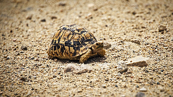 Animals, Pebble, Sand, Animal, Carapace, Shell, Turtle HD wallpaper