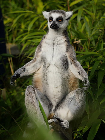Animals, Animal, Lemur, Meditation HD phone wallpaper