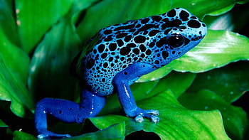 Animals, Leaves, Color, Frog HD wallpaper