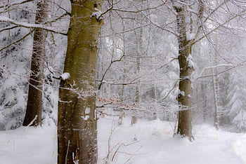 Winter Forest, Winter, Trunk, Snow, Trees, forest, tree HD wallpaper