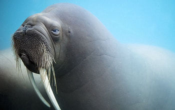 Animals, Muzzle, Blur, Smooth, Fangs, Walrus HD wallpaper