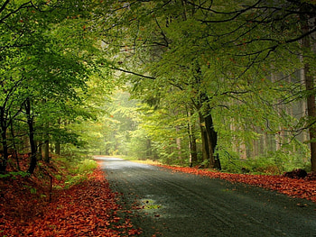 Landscape, Nature, Roads HD wallpaper