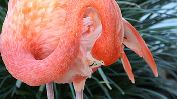 Close-up, Flamingos HD wallpaper