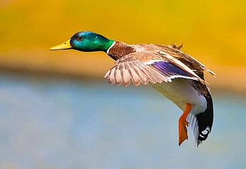 duck, hot, kool, animals HD wallpaper