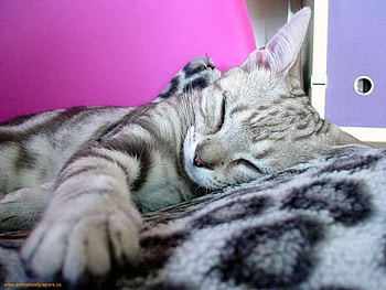 Kitten on blanket, sweet, animal, kitten, cat, feline HD wallpaper