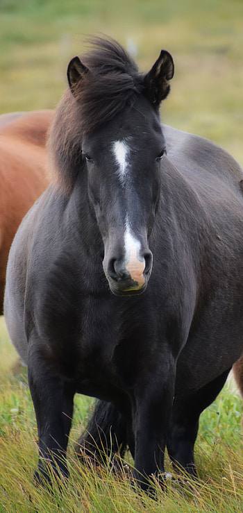 Animal, horse HD phone wallpaper