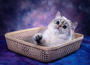Cat, animal, kitten, kitty HD wallpaper