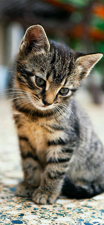 Tabby , High-definition, backgrounds, Feline cuteness HD phone wallpaper