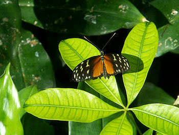 Butterfly on a leaf, leaf, leaves, butterfly, butter fly HD wallpaper