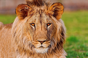 Animals, Muzzle, Lion, Predator, Sight, Opinion HD wallpaper