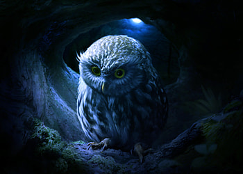 Little Owl, owl, artist, artwork, digital-art, deviantart HD wallpaper