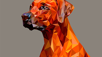 Dog, Facets HD wallpaper