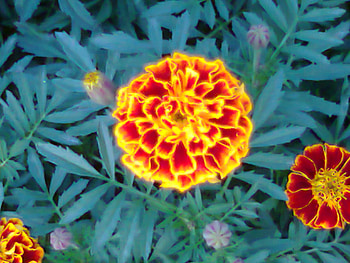 Fire in flower, nature, flowers, fire in, flower HD wallpaper