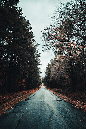 Nature, Trees, Autumn, Road, Asphalt, Foliage HD phone wallpaper