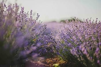 Explore the tranquil beauty of a lavender field in full bloom under the daylight. HD wallpaper