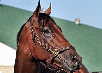 American Pharoah F, animal, horse, graphy, thorobred, beautiful, wide screen, equine, race horse, , thoroughbred HD wallpaper