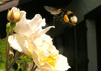 Nectar for lunch, wings, nectar, white, bee, petals, yellow, flower HD wallpaper