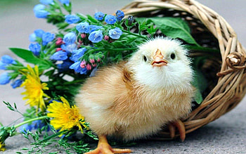 Feathered friend, Poultry portrait, Stunning plumage, Avian beauty HD wallpaper